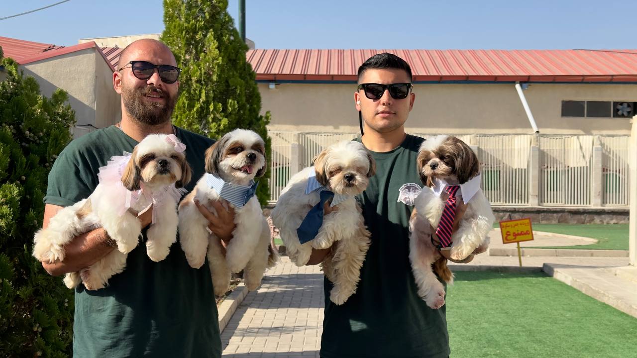 مولد نژاد شیتزو آلوین (Alvin)